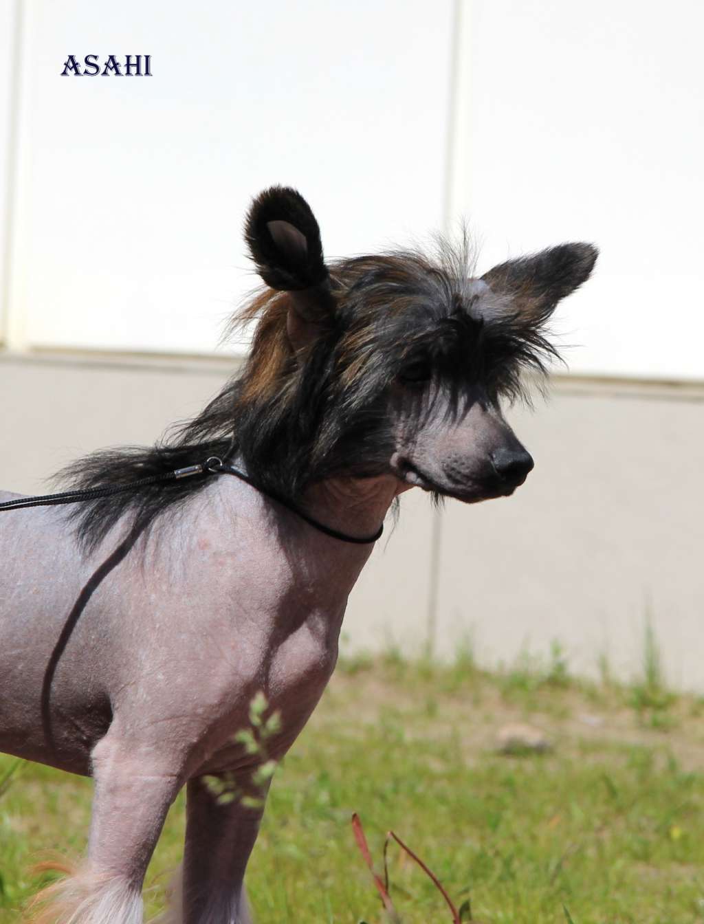 Moonlight Fantazy Asahi