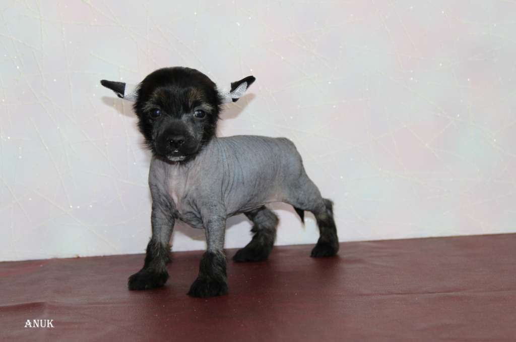 Moonlight Fantazy Anuk