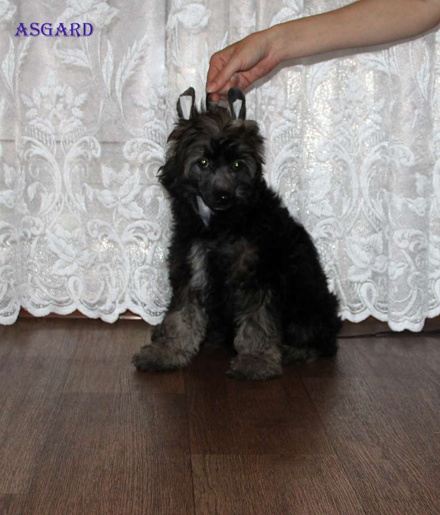 Moonlight Fantazy Asgard