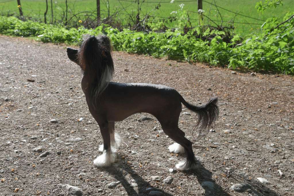 Royal Ruby Angel Princes de la Roses