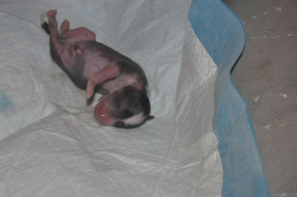 Samson Du Pré des Trolls