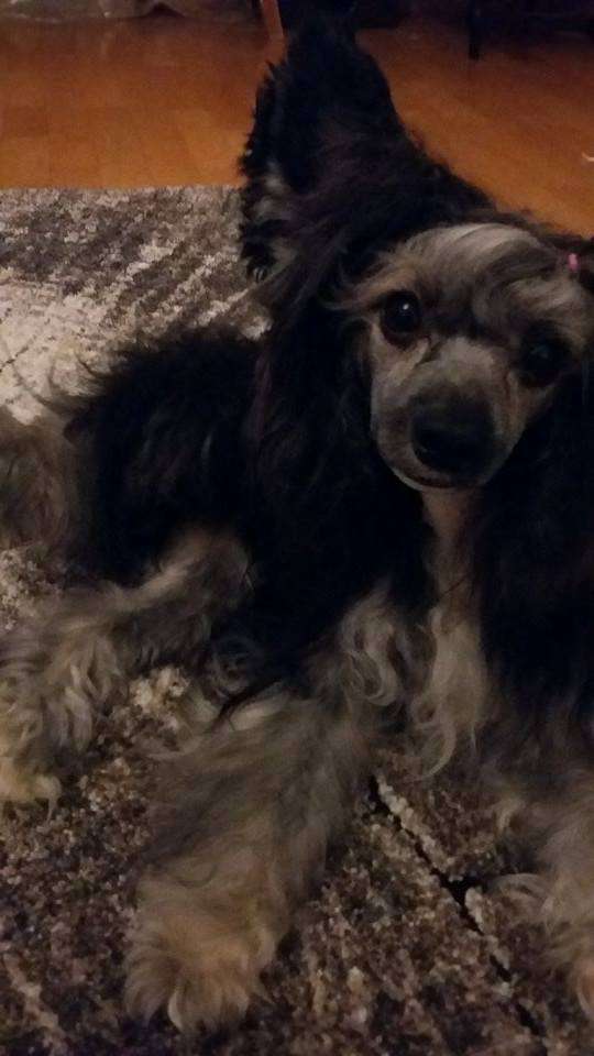 Tippytoes Severus Snape