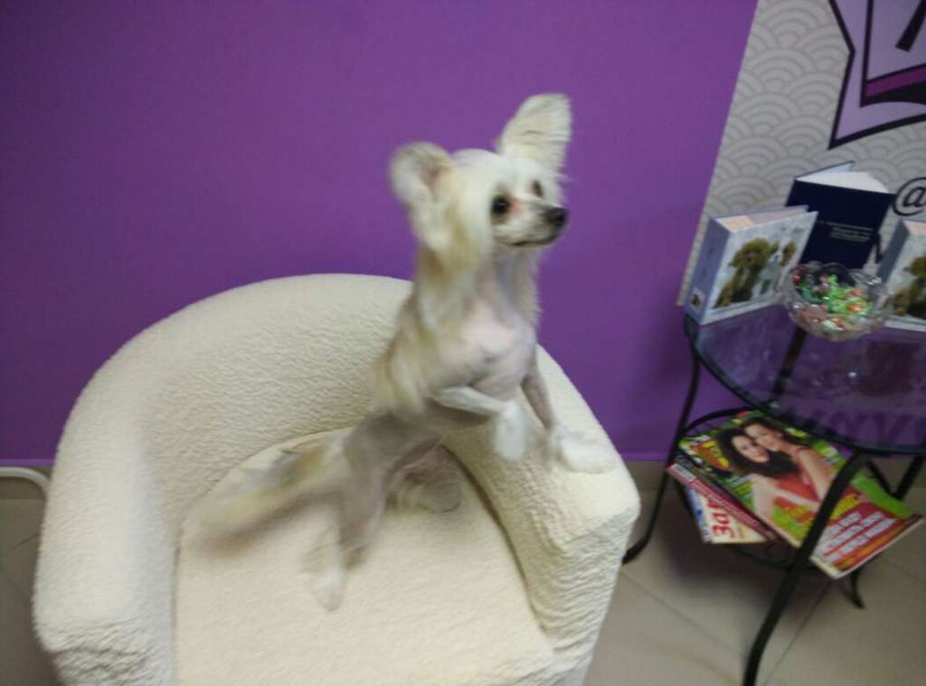 Fain Gold Eolika Wind