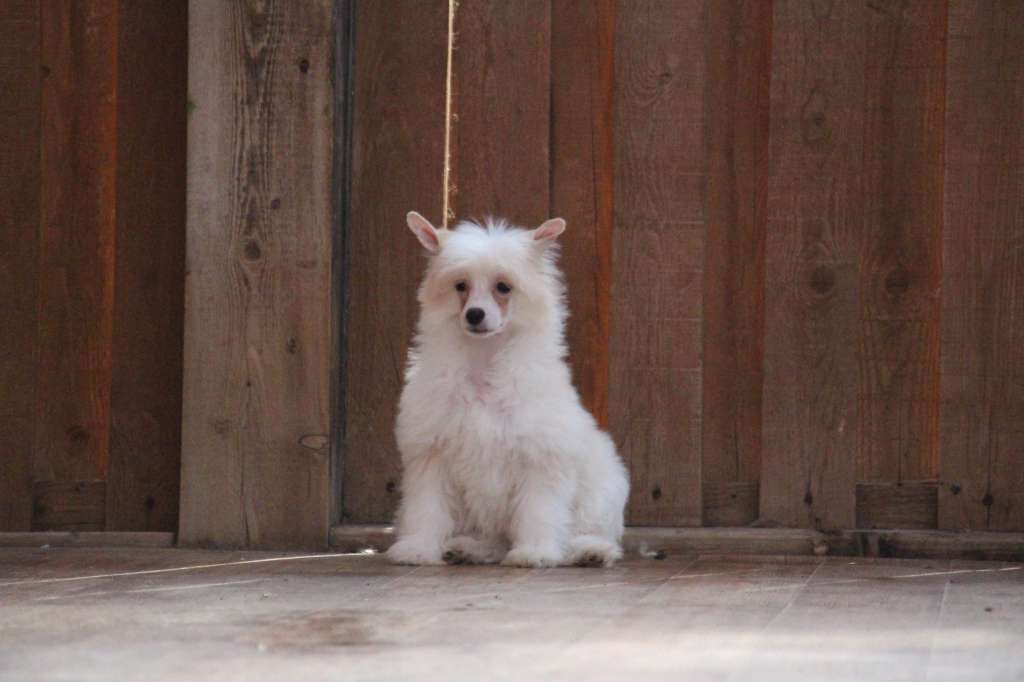 Bella Constanta Ivory Light