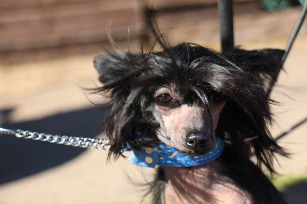 Bella Constanta Inlaid Night