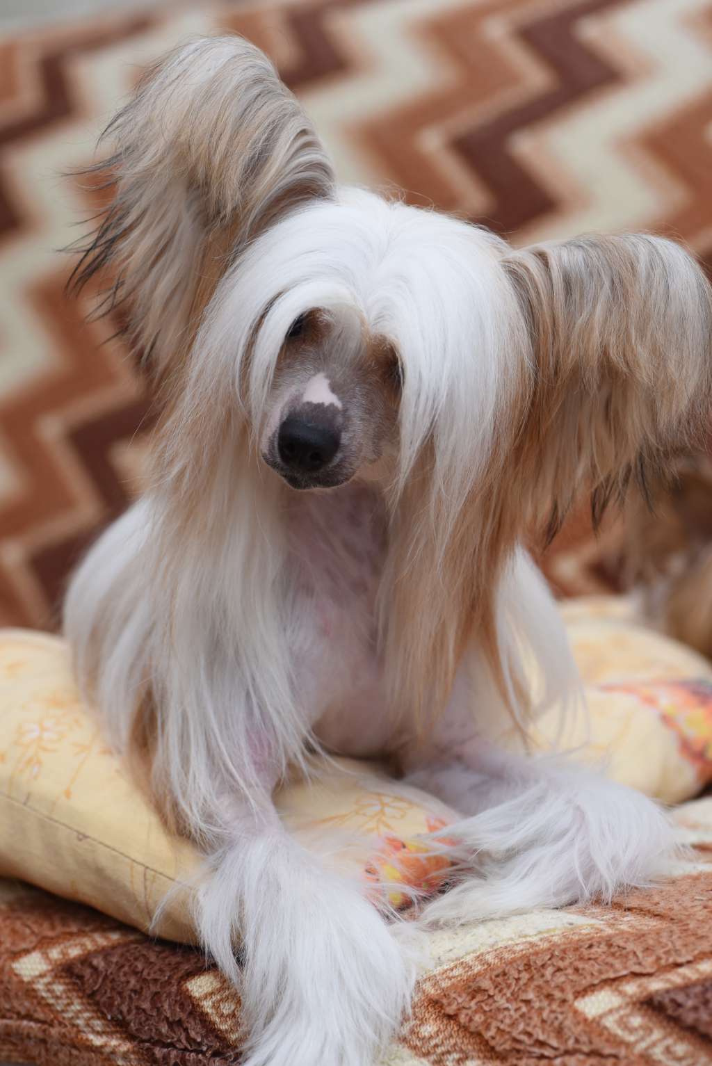 Fain Gold Elika Beauty