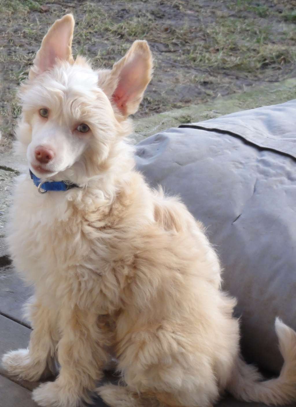 Crazy Little Diamond Fønix