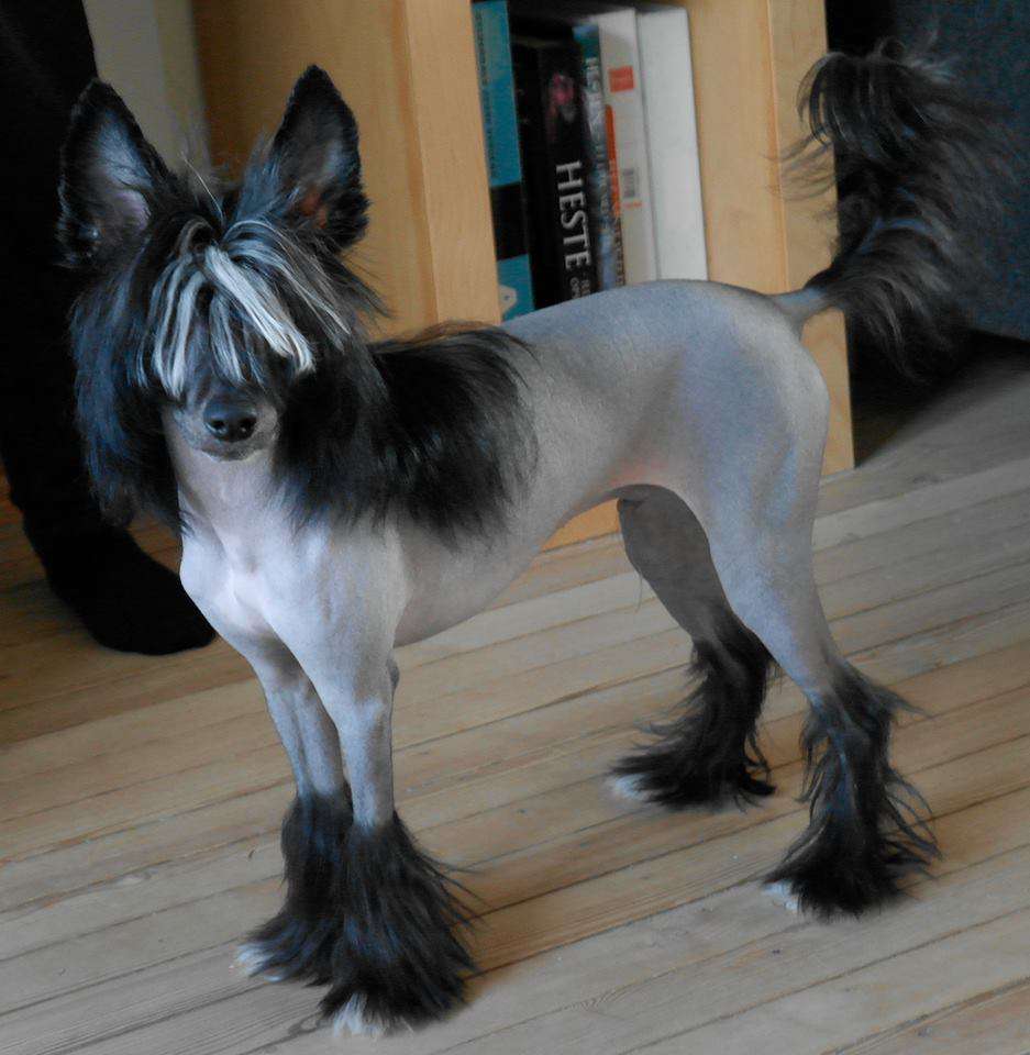 Crazy Little Diamond Yang