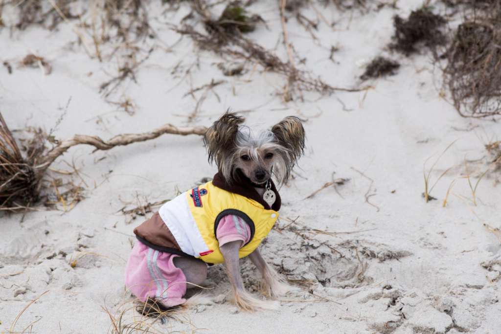 Crazy Little Diamonds Lolli-Pop