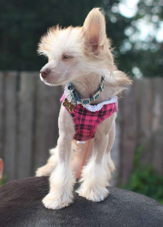 Crazy Little Diamond Baby-Jane