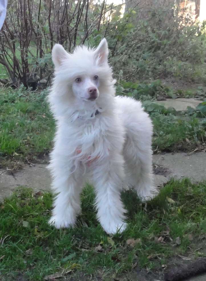 Crazy Little Diamond Miss Daisy