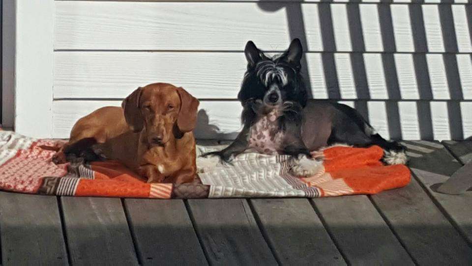 Krescendo Bark at theMoon