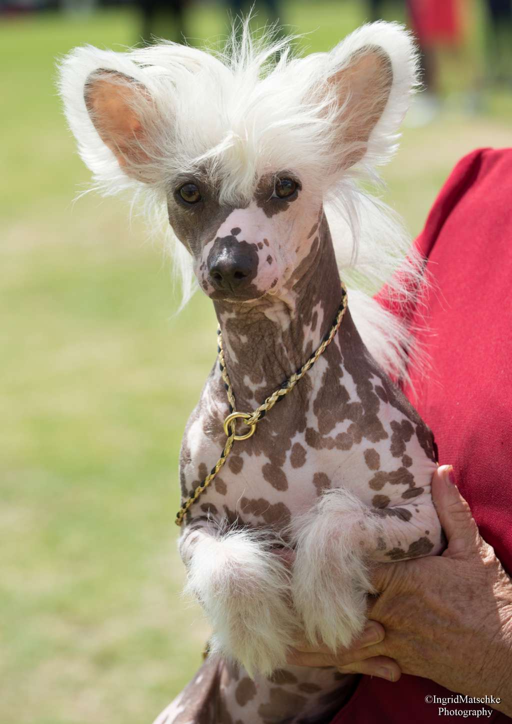 Entourage Thundering Echo