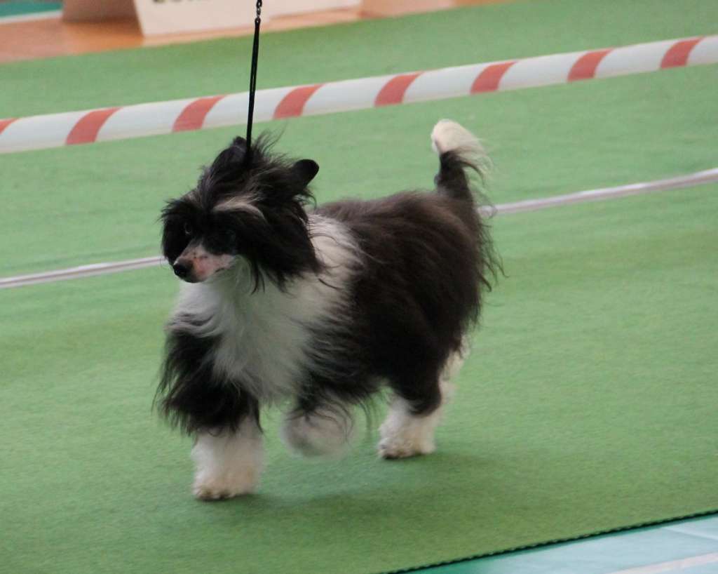 Hrabina De Lux Z Krolestwa Agarthi FCI