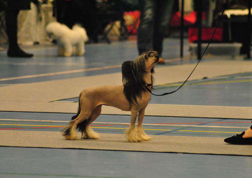 Nuts About Bells Brilliant Zigne