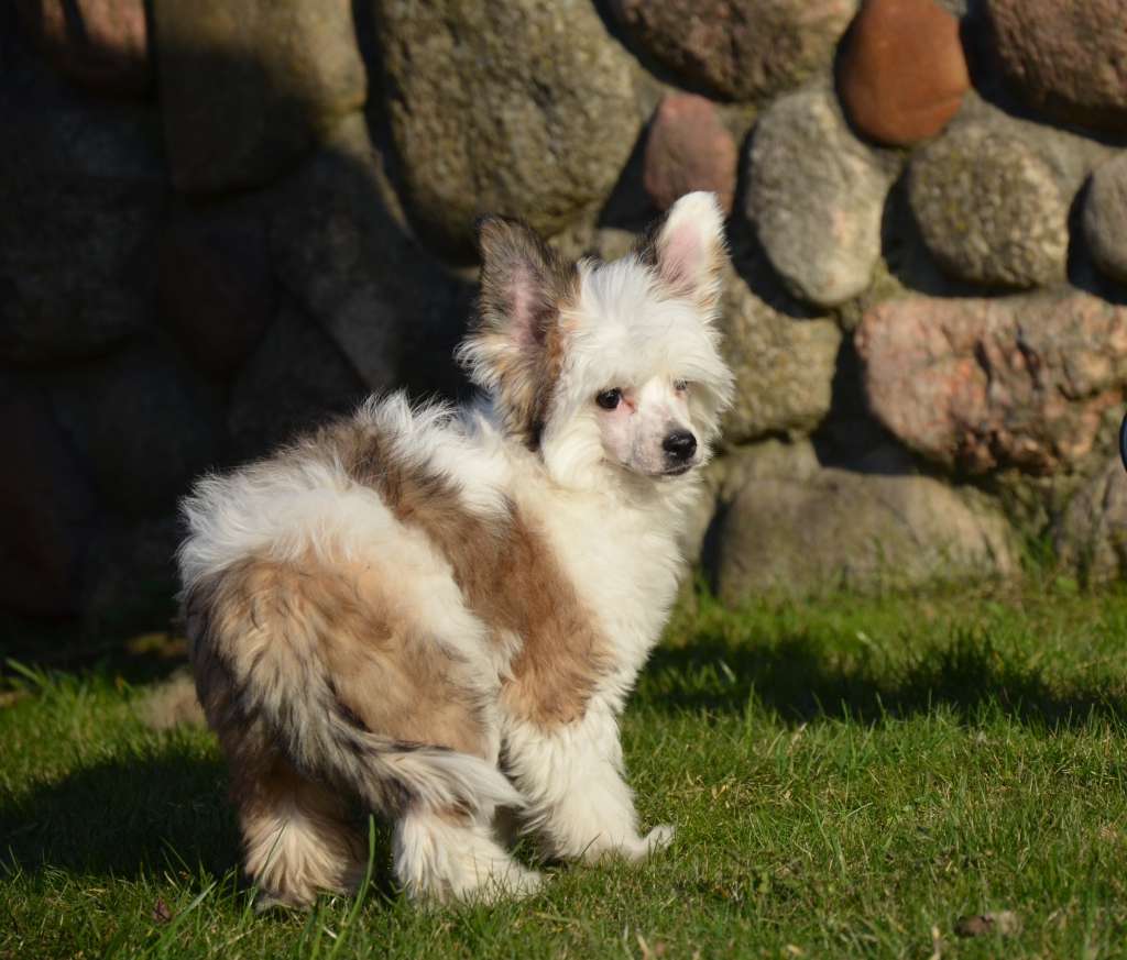 Zarina  Bonus Westtai