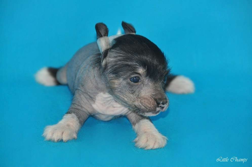 Lemming Little Champs