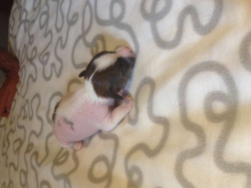 Striding Greased Lightnin' To Dakota