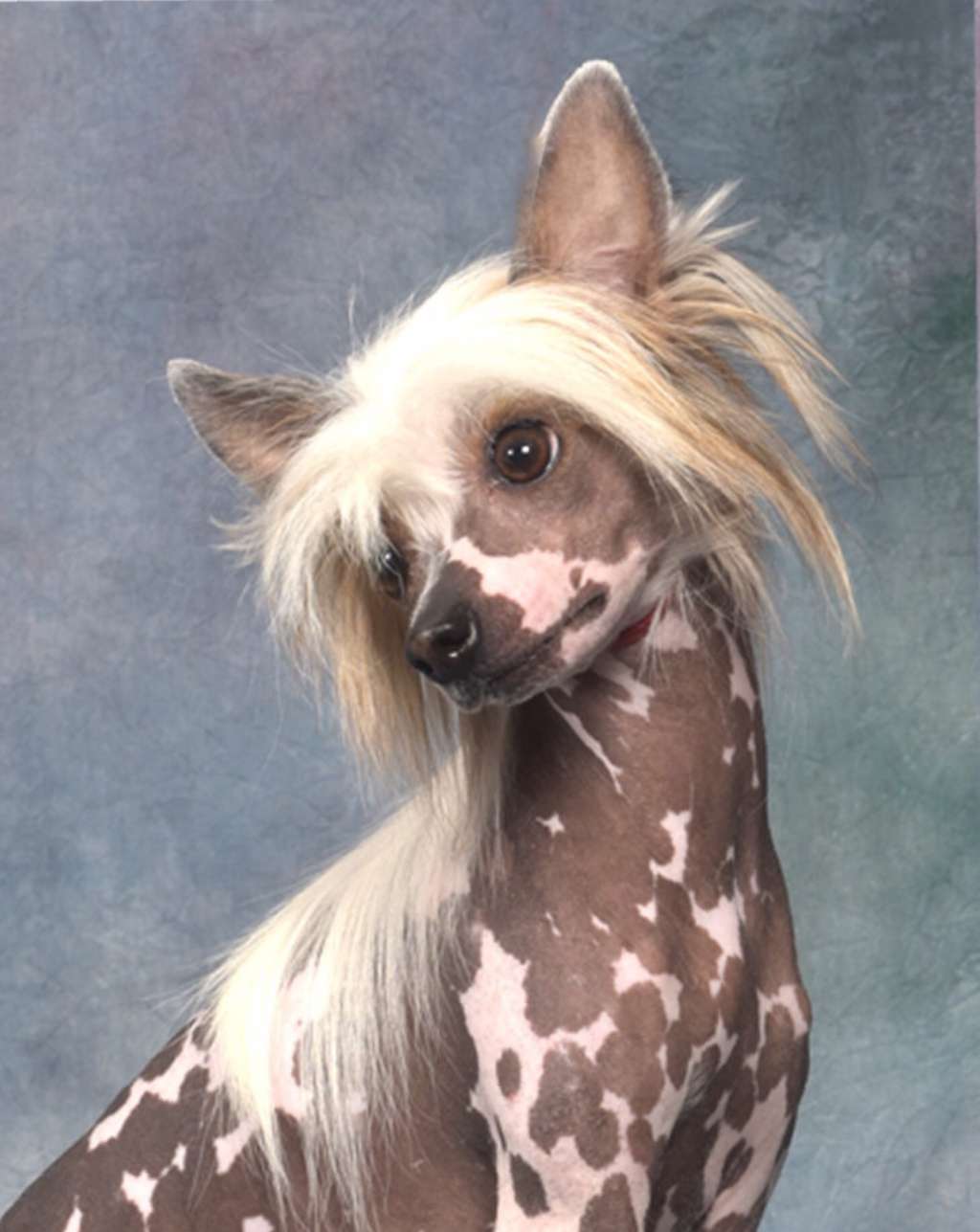 Striding I'll Knock Your Socks Off