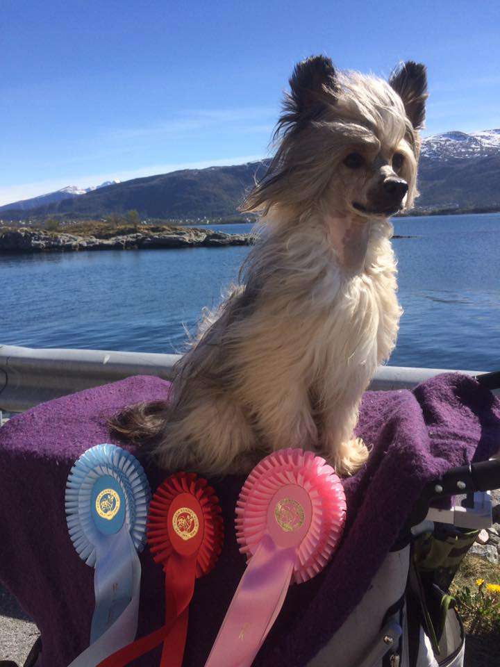 Sunstreaker Ray of light