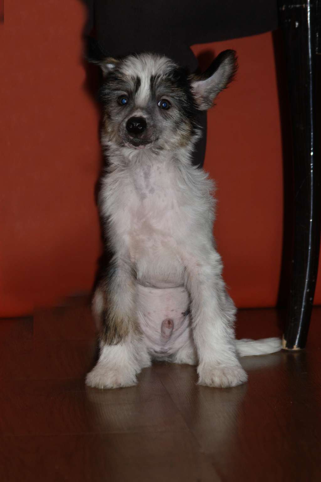 Shidanai Shiro Erico