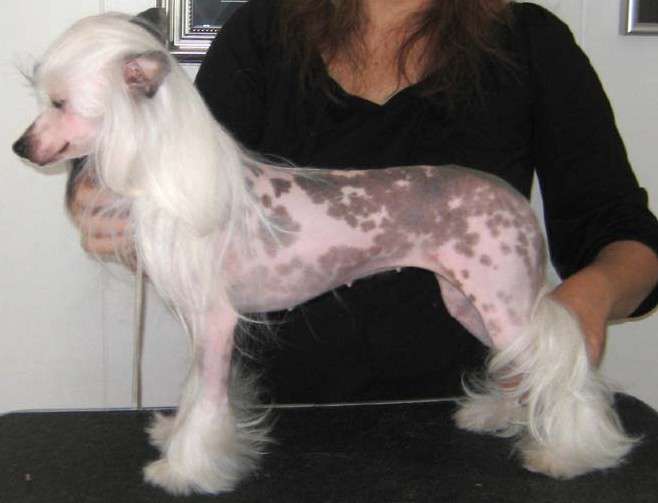 Camelot's You're So Vane