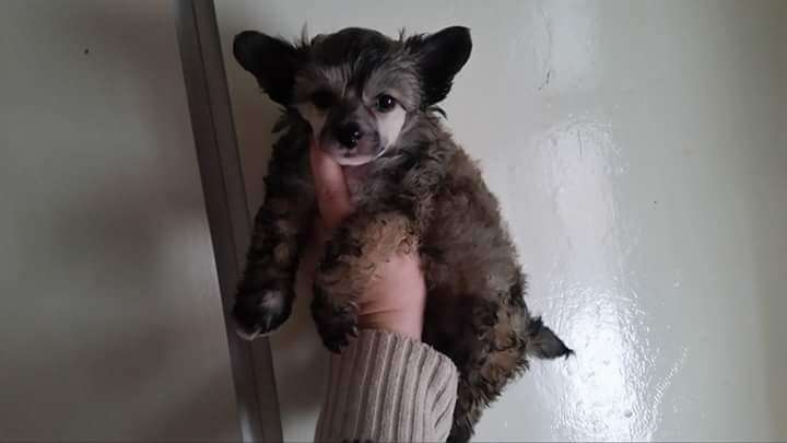 Tournais Total Show Off