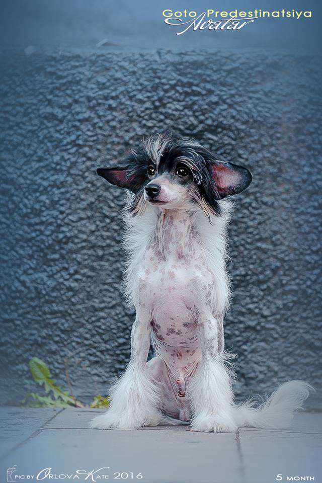 Goto Predestinatsiya Avatar