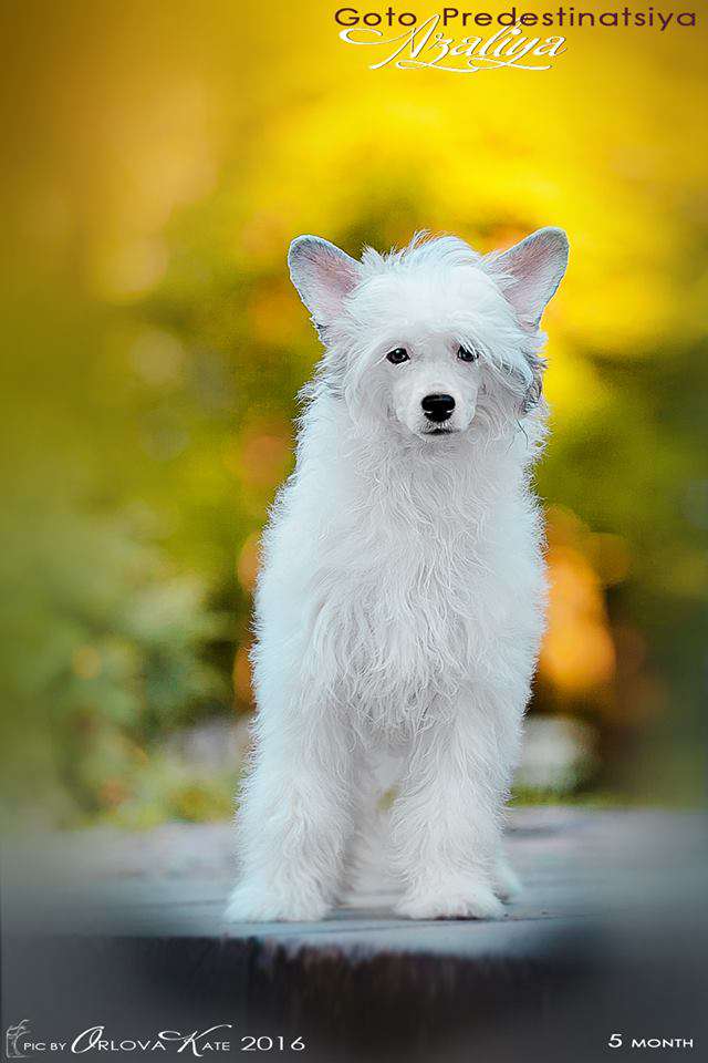 Goto Predestinatsiya Azaliya