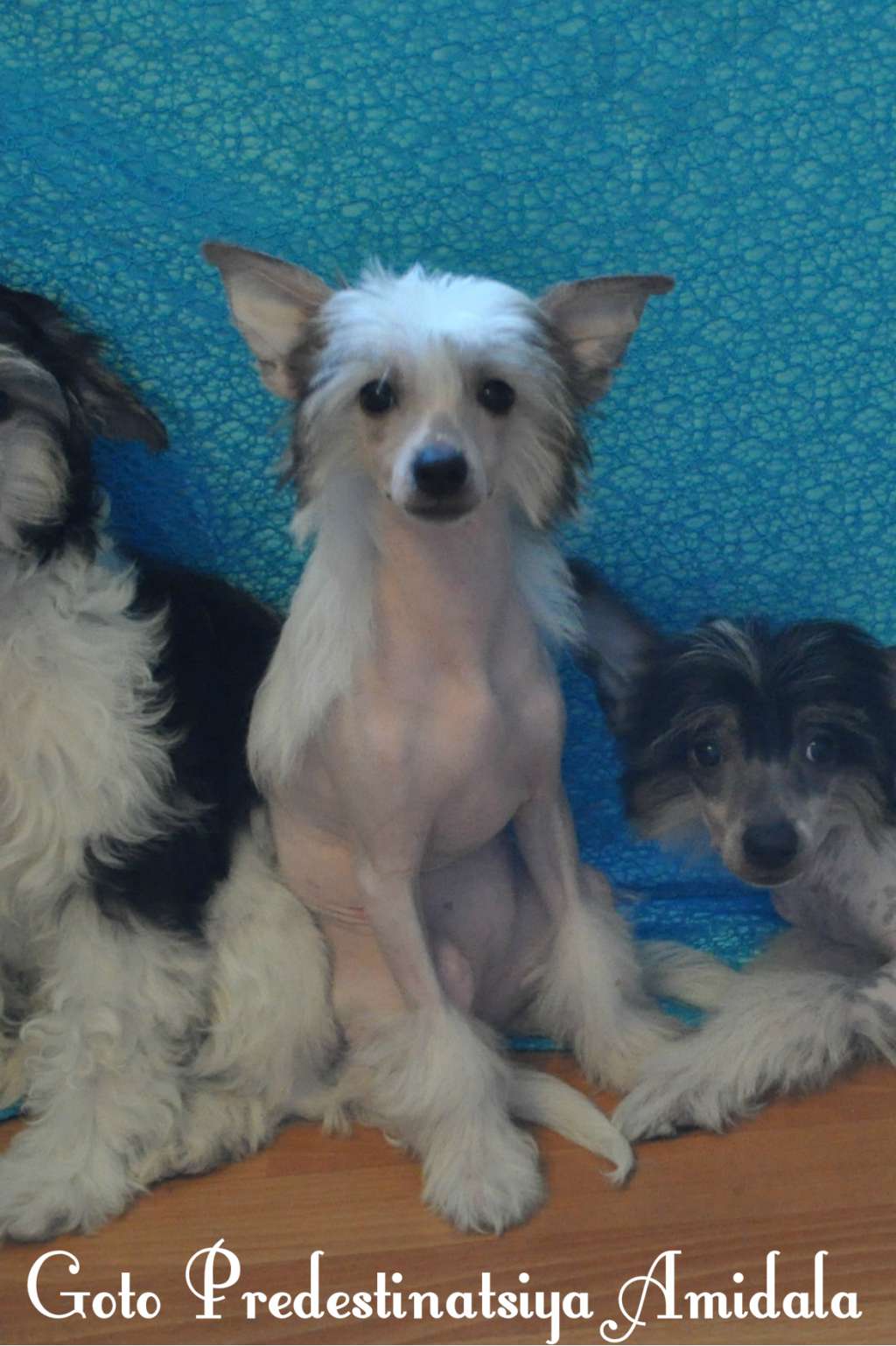 Goto Predestinatsiya Amidala