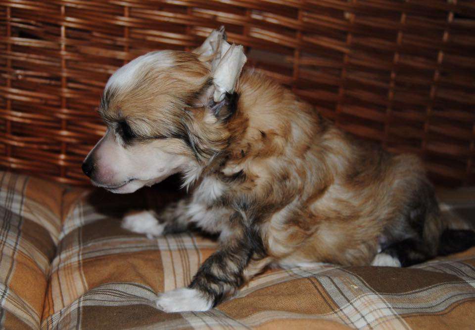 Elias z Valdorfskych lesu