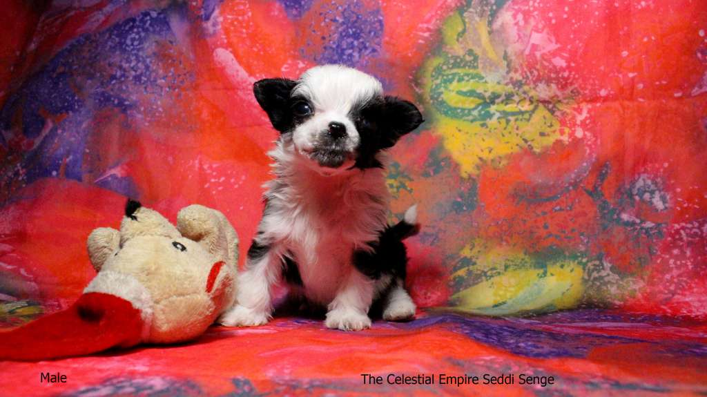 The Celestial Empire Seddi Senge