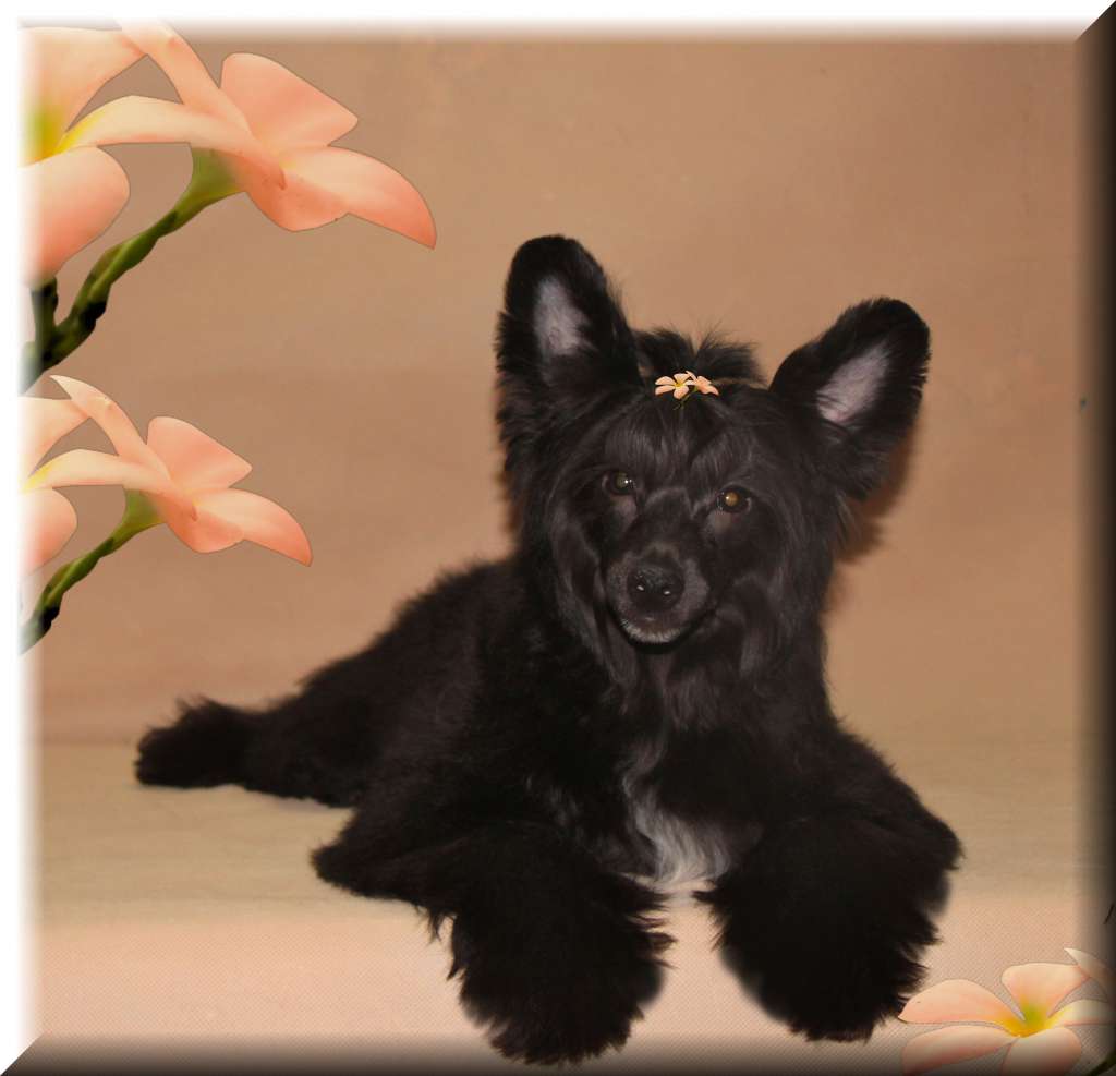 Galser Zapretnyi Plod