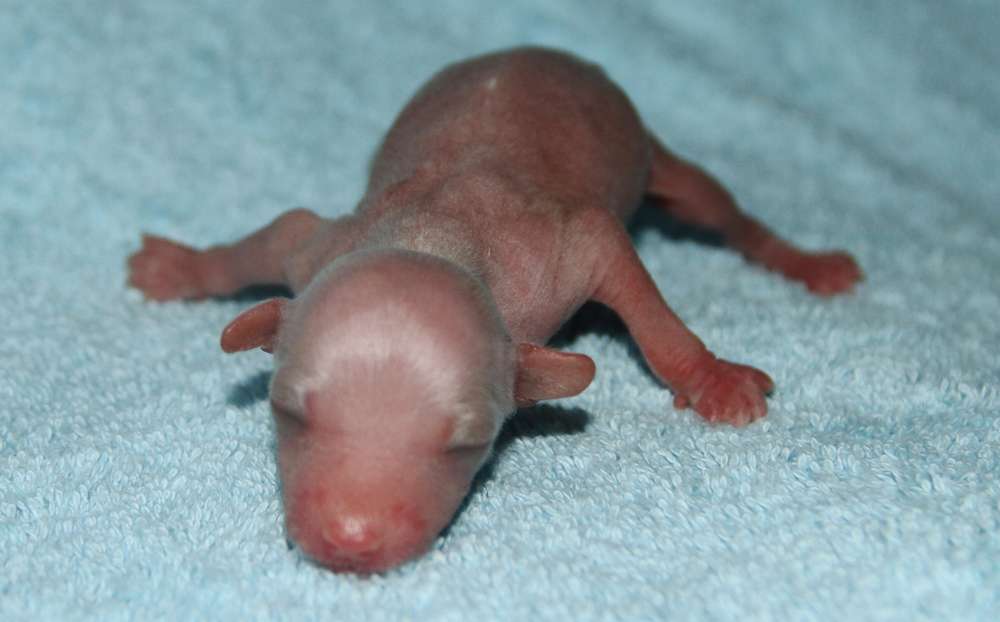 Grand Passage Angelochek