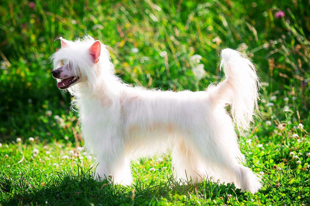 Grand Passage Avrora