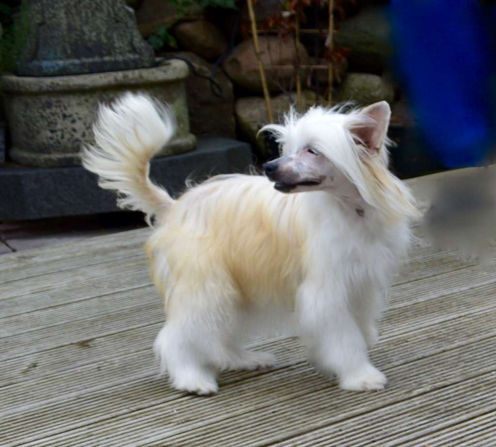 Zulily von Shinbashi