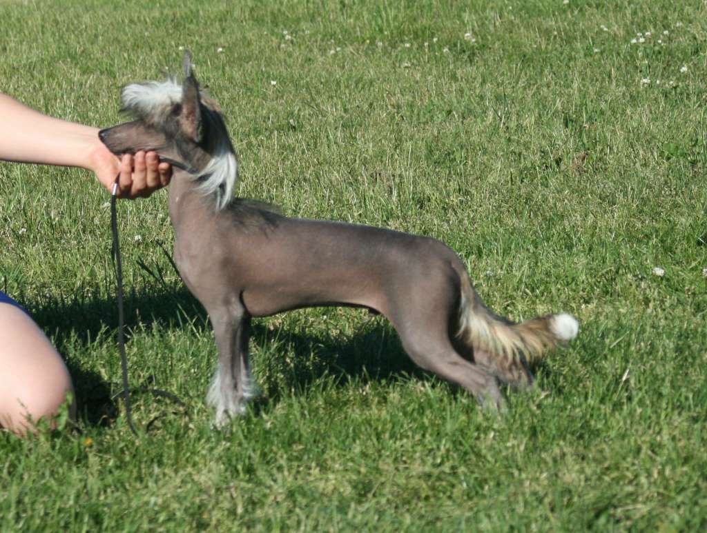 Lohamras I Walk The Line