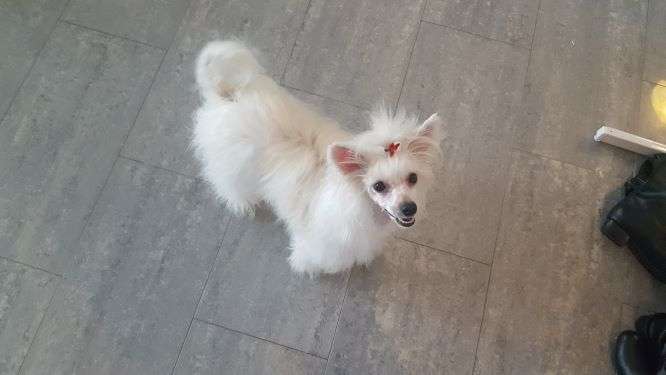 Andrakebyn's Bells Of Freedom