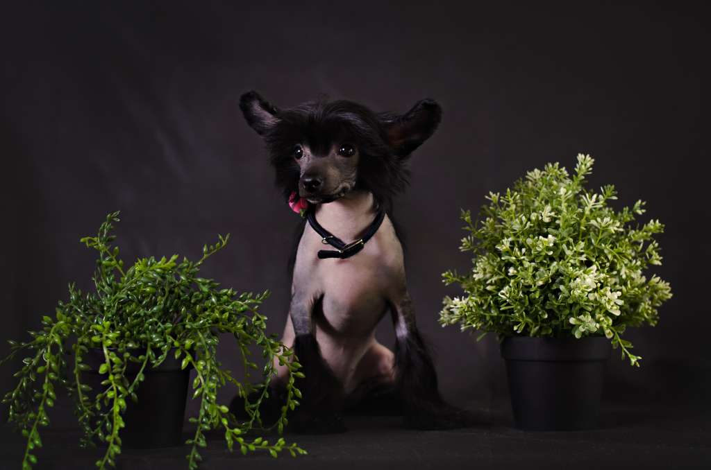 Charuyuschiy Soblazn Absolute Dream