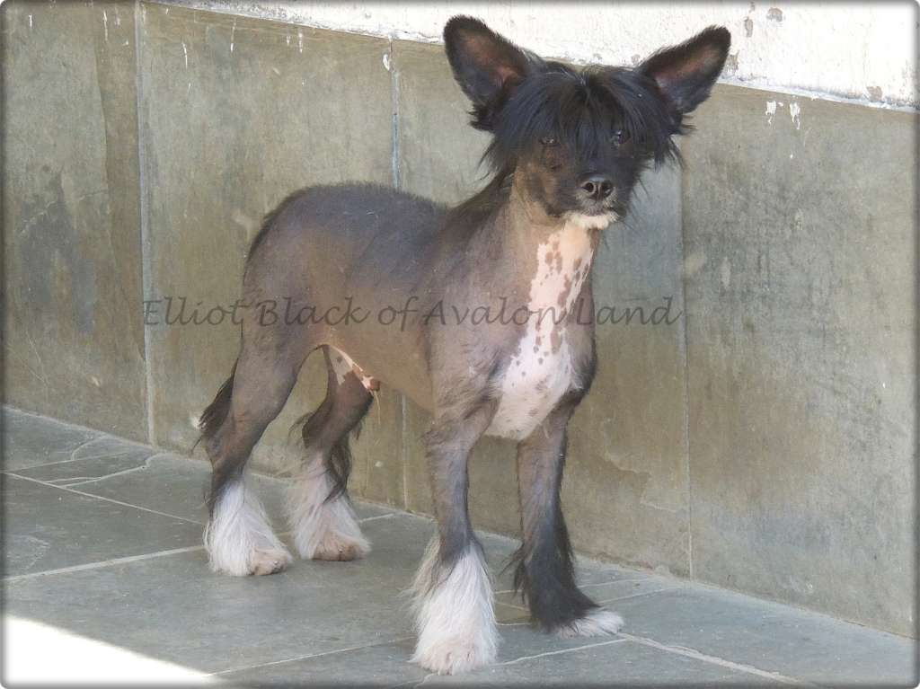 Elliot Black Hl of Avalon Land