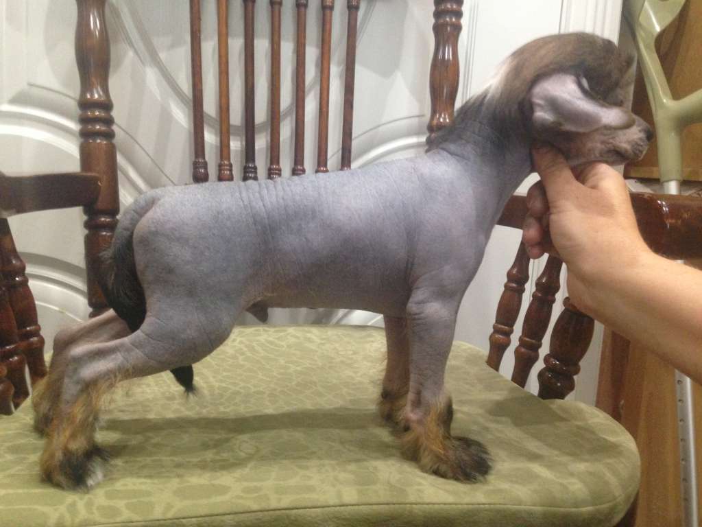 Carevit Iz Strany Kutha