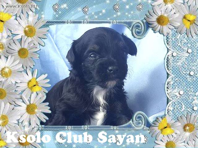 Ksolo Club Sayan