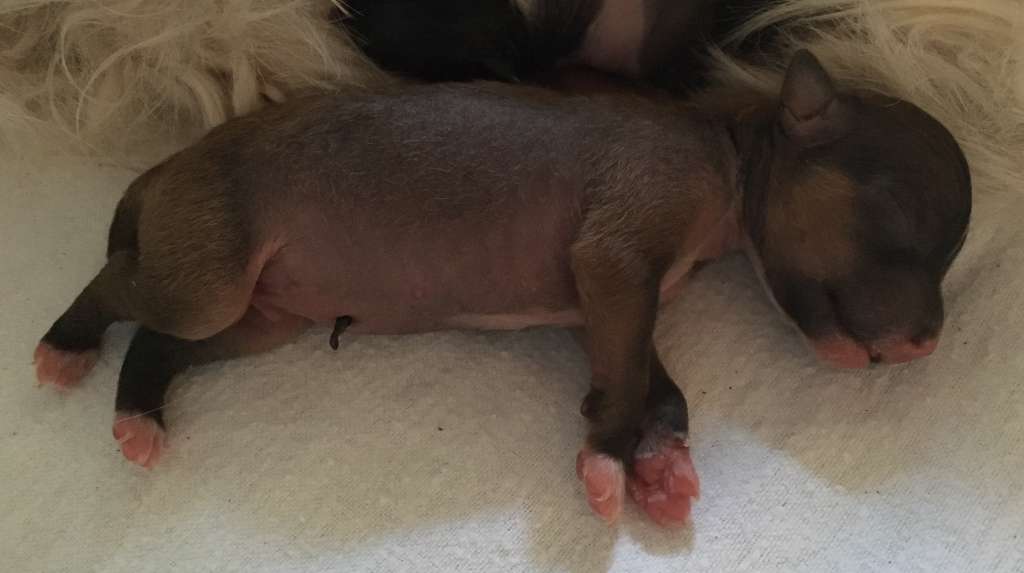 Apollo 13 Heritage of Han