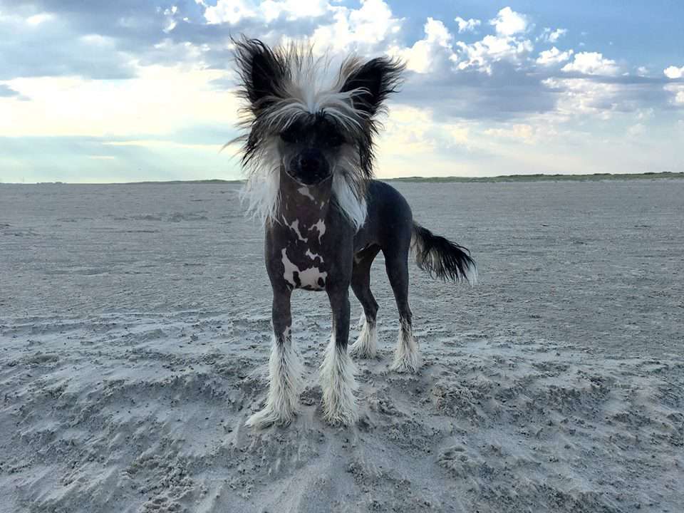 Aqua Noir Heritage of Han