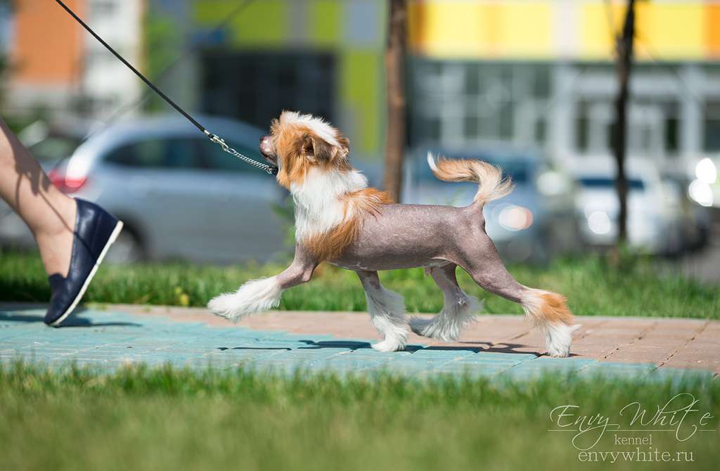 Envy White My Masterpiece