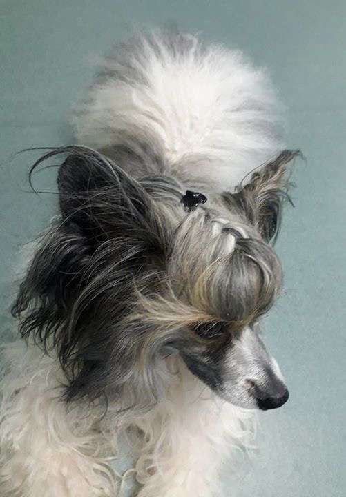 Chertil    Iz Strany Kutha