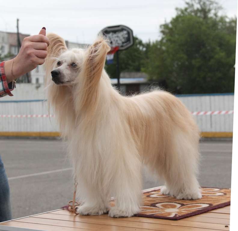 Chipolino Iz Strany Kutha