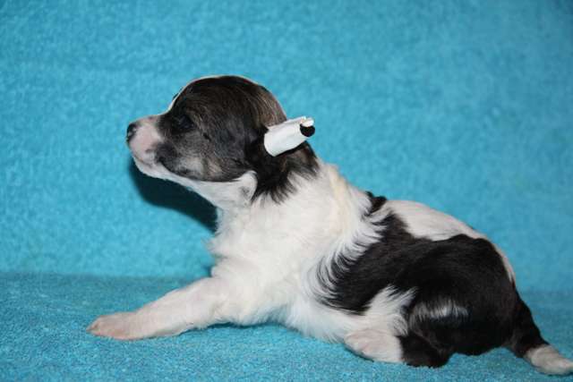 Cherokee Iz Strany Kutha