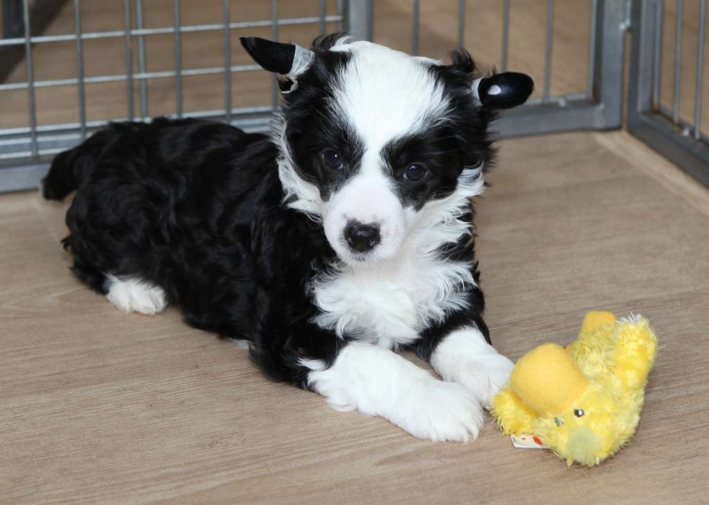 Phantom From China with love