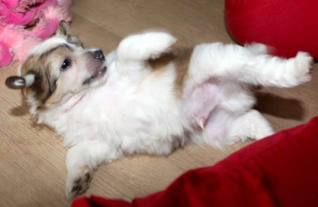 Pharos From China with love